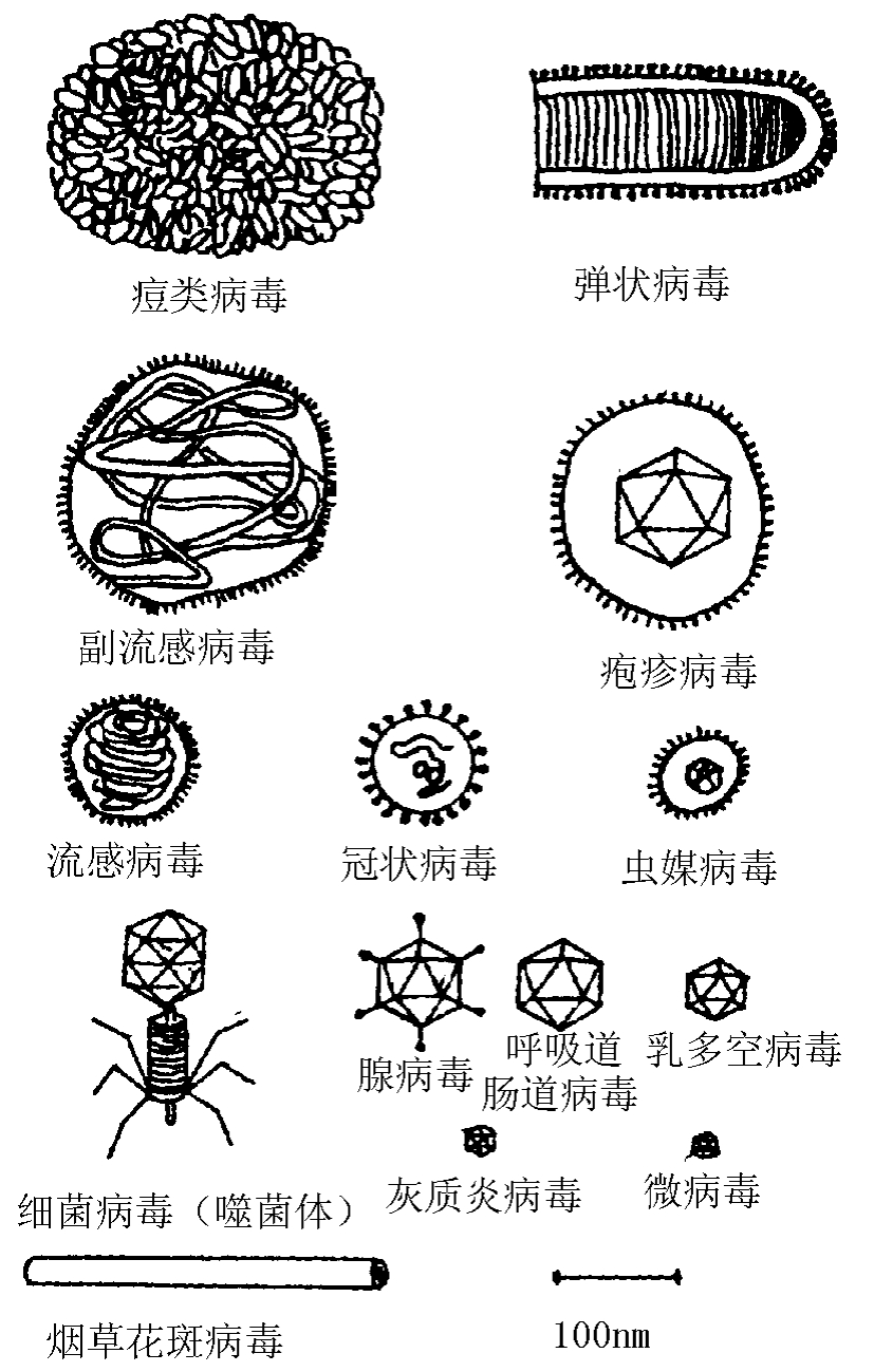 病毒图片及名称大全图片