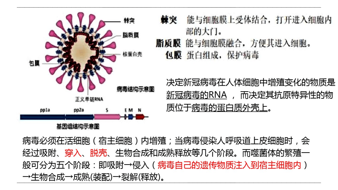 新冠病毒生物知识宣传 新冠病毒生物知识宣传内容